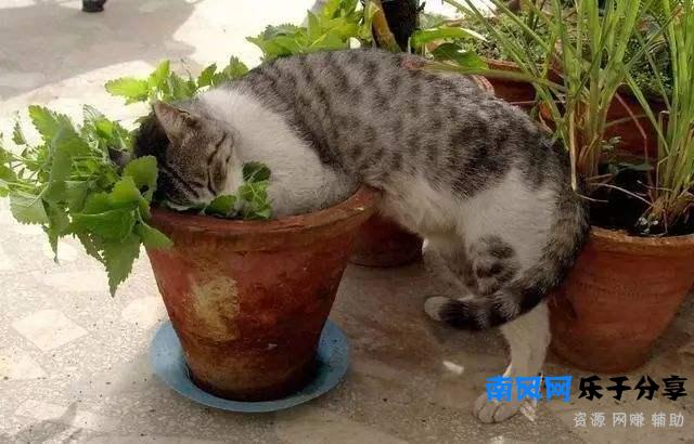 猫薄荷是什么东西？为什么猫咪闻了会撒娇打滚？