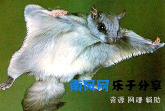 陕西天坑群发现飞鼠，一跳可飞百米远，原来它就是传说中的寒号鸟