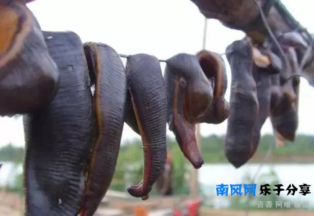 稻田里经常见蚂蟥，蚂蟥害怕什么呢？