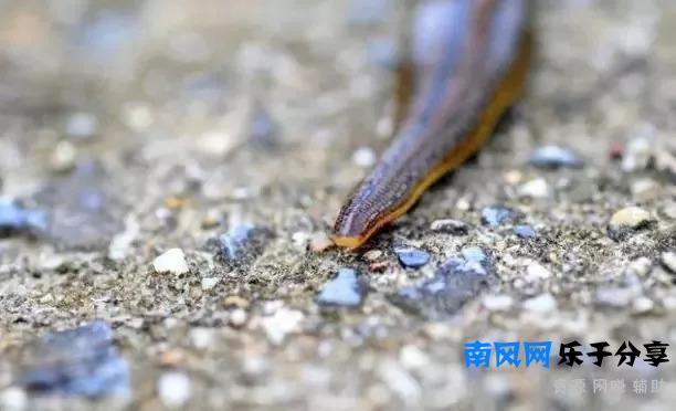 稻田里经常见蚂蟥，蚂蟥害怕什么呢？