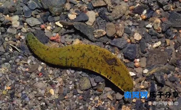 稻田里经常见蚂蟥，蚂蟥害怕什么呢？