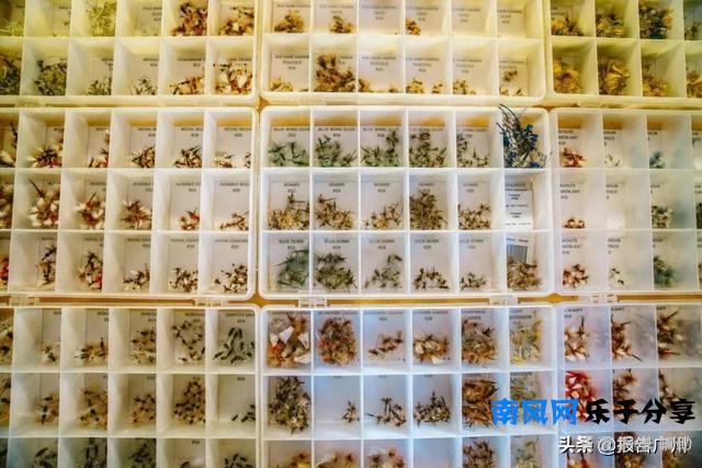 黄振龙凉茶加盟条件(黄振龙凉茶加盟费用要多少)