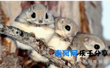 陕西天坑群发现飞鼠，一跳可飞百米远，原来它就是传说中的寒号鸟