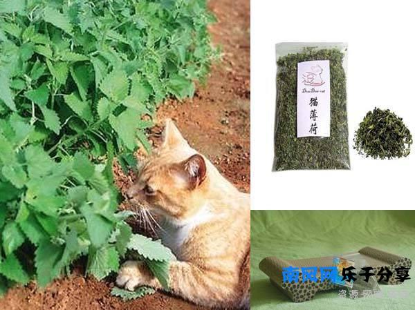 猫薄荷是什么东西？为什么猫咪闻了会撒娇打滚？