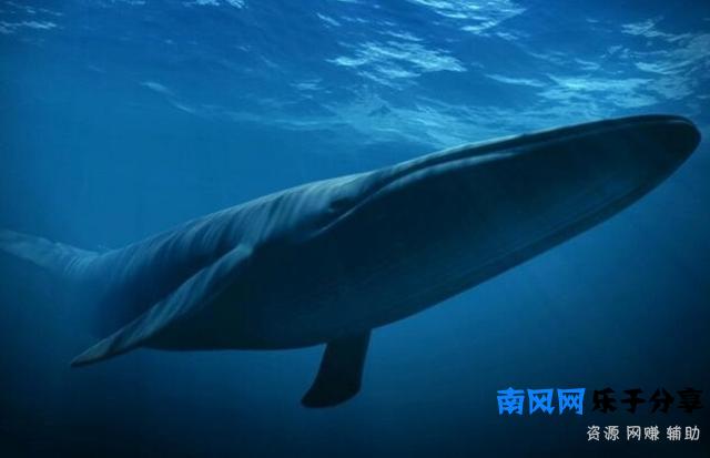 蓝鲸发明者终入狱 这个游戏为何这么可怕？（组图）