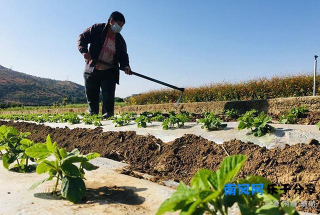 牛耕铁犁即将退出农村舞台，5年后农村应该是这个样