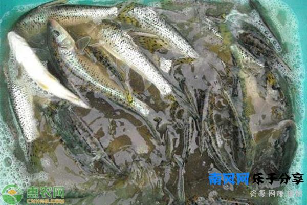 野生花骨鱼多少钱一斤？养好花骨鱼要注意的问题？