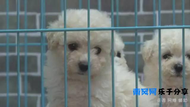 老王搞事情，为拍片砸烂朋友店的招牌！