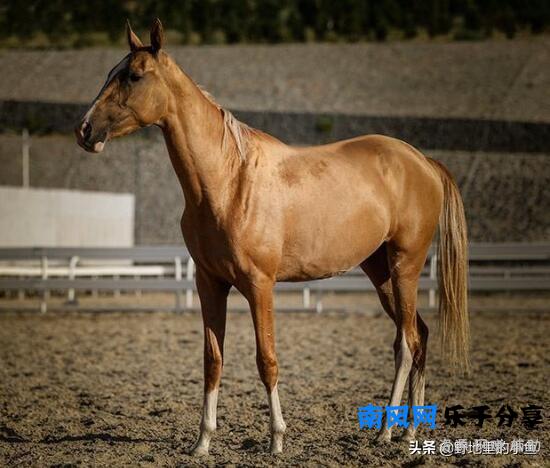 汗血宝马一匹最高几千万