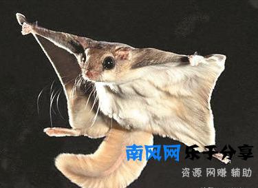 陕西天坑群发现飞鼠，一跳可飞百米远，原来它就是传说中的寒号鸟