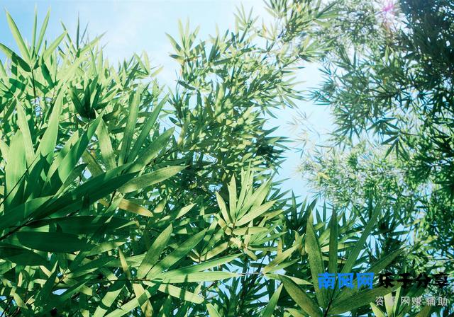 《严郑公宅同咏竹》唐 杜甫