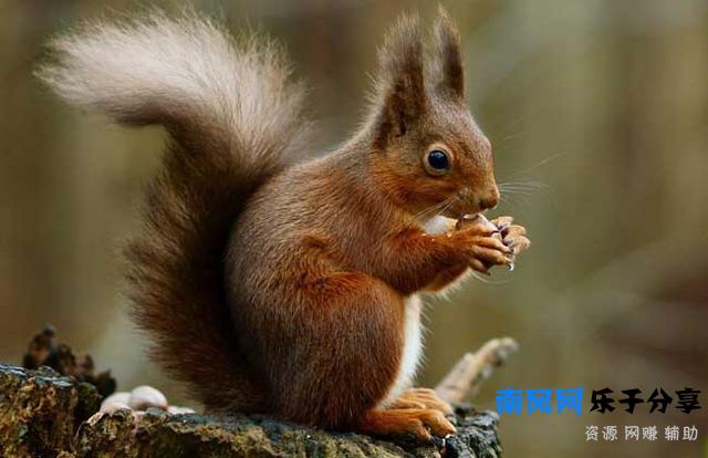 松鼠的尾巴有多长 松鼠尾巴有什么作用