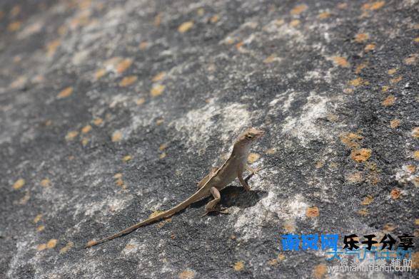 五毒是哪五毒？五毒之首哪个排第一