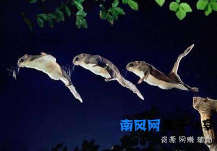 陕西天坑群发现飞鼠，一跳可飞百米远，原来它就是传说中的寒号鸟