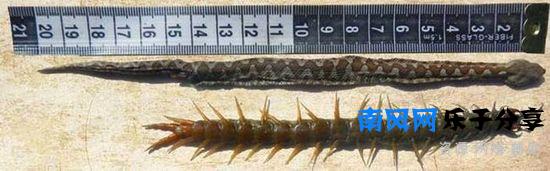 少棘蜈蚣有毒吗？盘点全球十大蜈蚣！