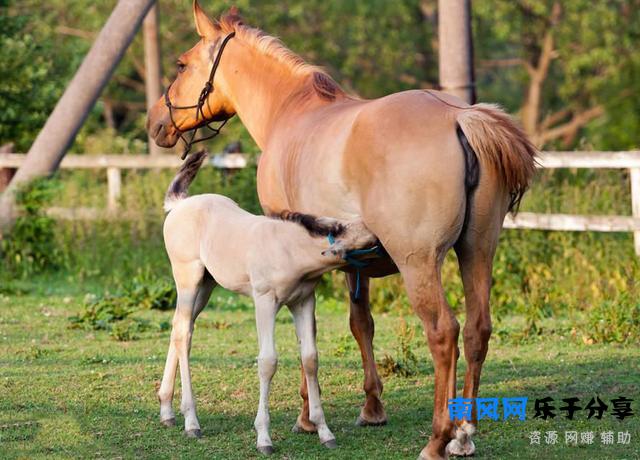 成语“牝鸡司晨”的“牝”字，其中的“匕”到底是何意？