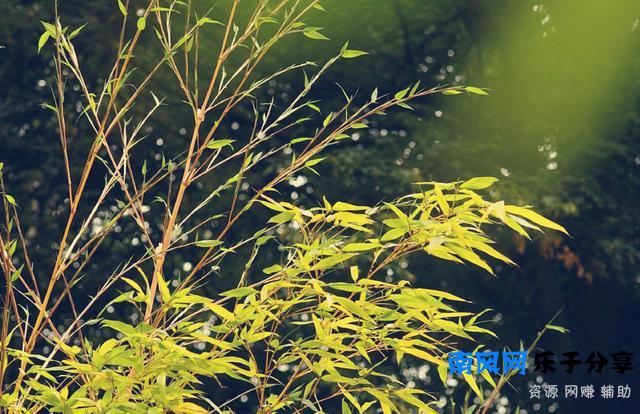 《严郑公宅同咏竹》唐 杜甫