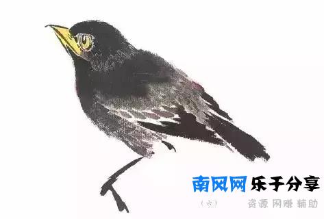 分步骤详解，写意翎毛基本画法，从结构到姿态，跟着学有大收获