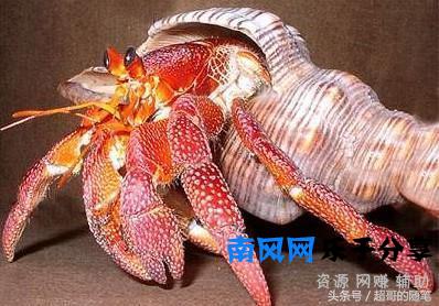 寄居蟹好吃吗？