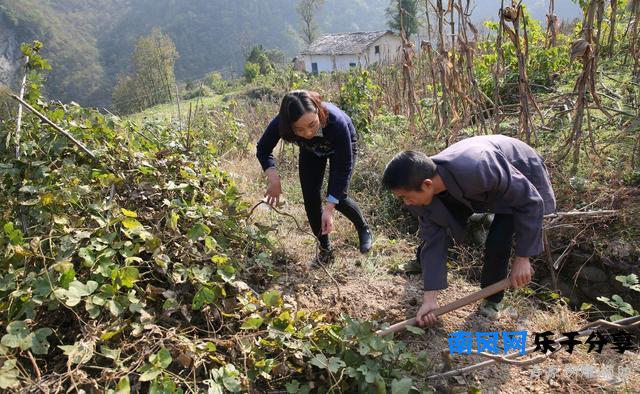 牛耕铁犁即将退出农村舞台，5年后农村应该是这个样