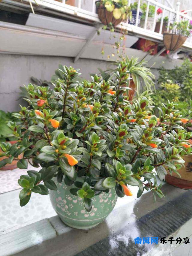 家里养盆“厚脸皮”，大气上档次，越养越上瘾