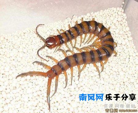 少棘蜈蚣有毒吗？盘点全球十大蜈蚣！