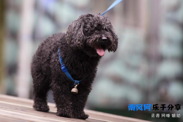 狂犬病发作会学狗叫吗（前期还有这些症状）