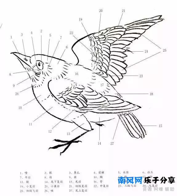 分步骤详解，写意翎毛基本画法，从结构到姿态，跟着学有大收获