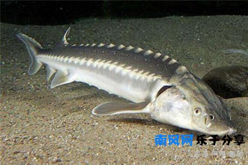 鳇鱼多少钱一斤？和鲟鱼有什么区别？