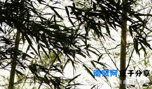 《严郑公宅同咏竹》唐 杜甫