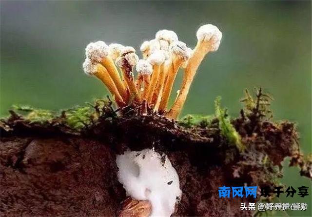 在野外竹林挖到的十分罕见金蝉花，千万不要乱吃，小心中毒