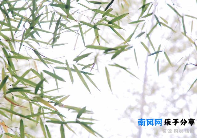 《严郑公宅同咏竹》唐 杜甫