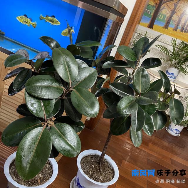家里养盆“厚脸皮”，大气上档次，越养越上瘾