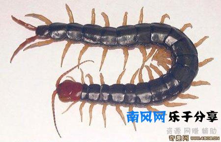 少棘蜈蚣有毒吗？盘点全球十大蜈蚣！