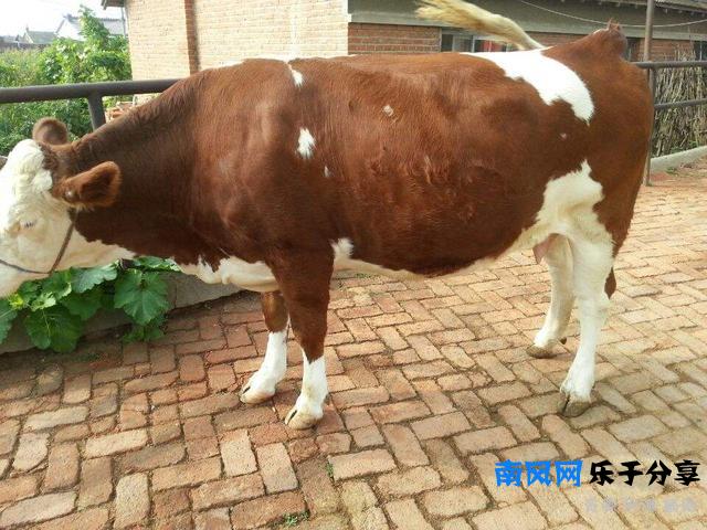 成语“牝鸡司晨”的“牝”字，其中的“匕”到底是何意？