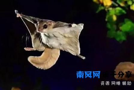 陕西天坑群发现飞鼠，一跳可飞百米远，原来它就是传说中的寒号鸟