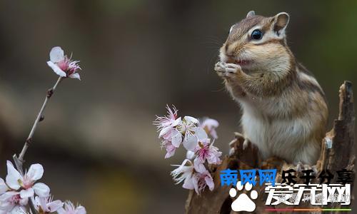 松鼠的尾巴像什么？有什么作用？