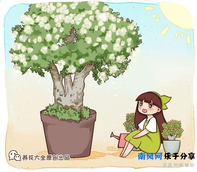 家里养盆“厚脸皮”，大气上档次，越养越上瘾