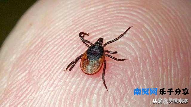 宠物驱虫不能随意 最后一个和很多宠主息息相关