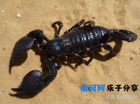 五毒是哪五毒？五毒之首哪个排第一