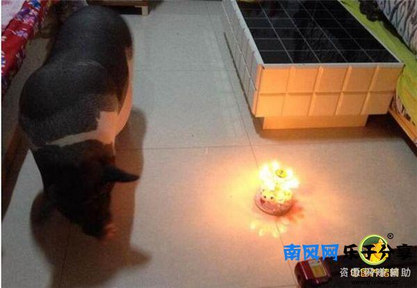 香猪到底可以长多大呢？真担心最后养成大肥猪