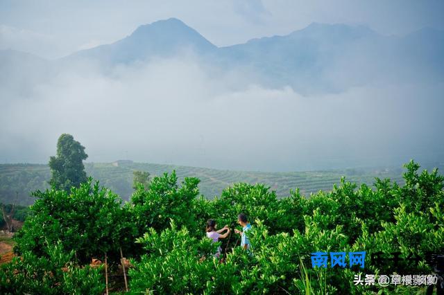 褚时健鲜为人知的故事，75岁开始种橙子，如今子承父业