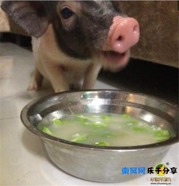 香猪到底可以长多大呢？真担心最后养成大肥猪