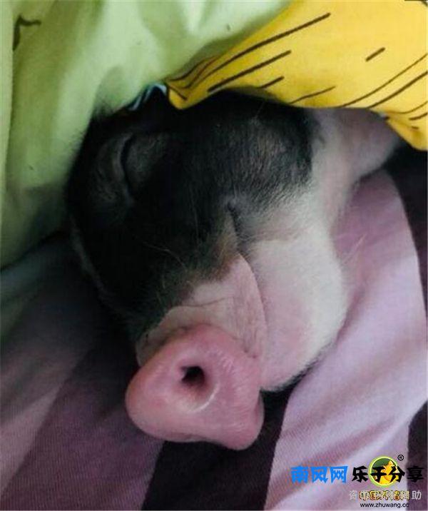 香猪到底可以长多大呢？真担心最后养成大肥猪