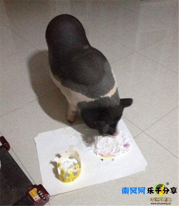 香猪到底可以长多大呢？真担心最后养成大肥猪