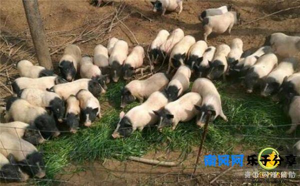 香猪到底可以长多大呢？真担心最后养成大肥猪