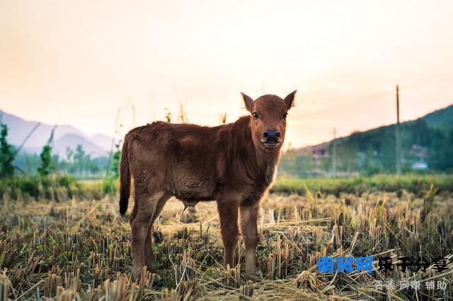 成语“牝鸡司晨”的“牝”字，其中的“匕”到底是何意？