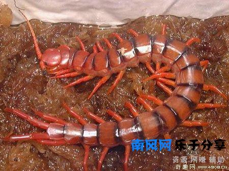 少棘蜈蚣有毒吗？盘点全球十大蜈蚣！