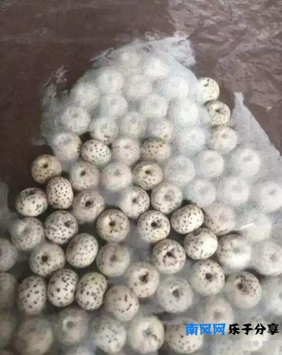 教你做条朱砂供玩玩！