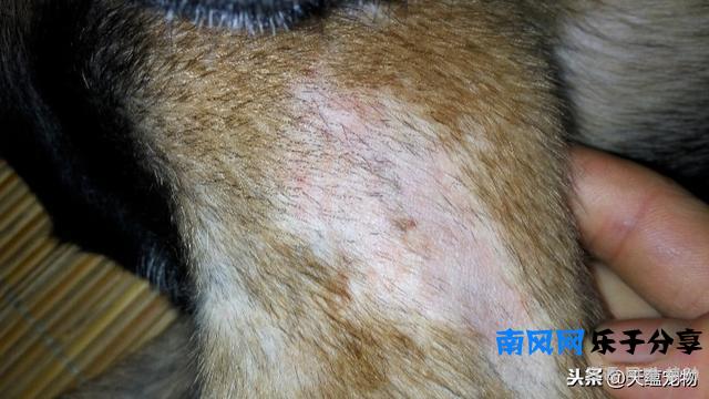 宠物驱虫不能随意 最后一个和很多宠主息息相关